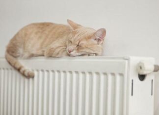 Еще одна авария на теплотрассе: в Ростове 36 домов без отопления Кот греется на батарее //Фото с сайта goodtoknow.co.uk