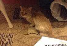 Кот, просидевший более 20 дней в вентиляционной шахте, спасен