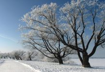 Температура воздуха в декабре останется в пределах нормы