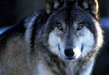 В Ростовской области с 1 августа разрешат охоту на волков и шакалов