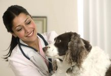 В Ростовской области пройдет день льготной стерилизации кошек и собак Ветеринар // Фото с сайта seobeta.com.ua