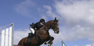 В Ростове выставлен на торги участок под конноспортивный комплекс