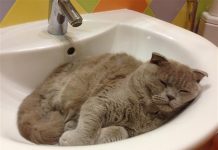 В Ростове снова отключат холодную воду