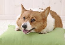 Ростовские власти утвердили места для выгула собак