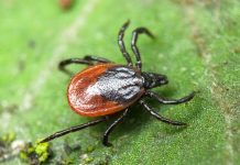 В Ростовской области свыше 5000 человек пострадали от укусов клещей клещ //Фото с сайта publy.ru