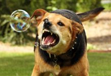 В Ростовской области бешеный пес напал на 5-летнего ребенка