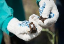 В Ростовской области охотники помогут привить диких животных от бешенства