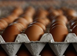 75,6 тыс. донских куриных яиц отправили на экспорт в Абхазию