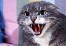 В Ростовской области бешеный кот напал на хозяйку