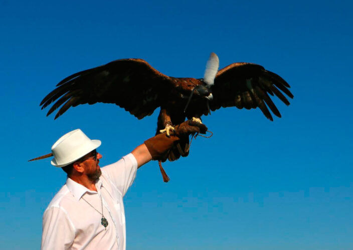 Орнитолог ростовского аэропорта с беркутом