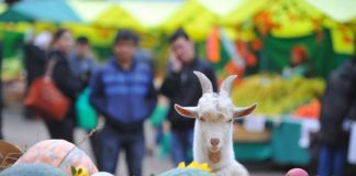 Потребительский рынок Ростовской области подготовят к ЧМ-2018