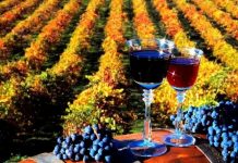 В Ростовской области объем производства вина вырос на 9,2%