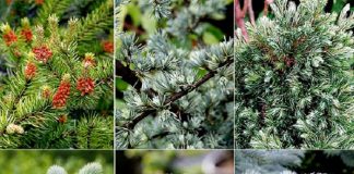 В Ростове планируют посадить больше хвойных растений