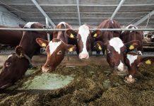 В Орловском районе построят завод кормов для КРС за 277 млн рублей