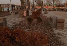 На Зелёном острове высадят новые деревья вместо неприжившихся