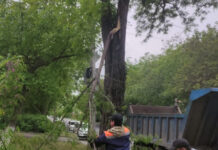 В Ростове из-за сильного ветра упало более 20 деревьев