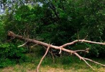 Общественники призвали власти Ростова заняться проблемой аварийных деревьев