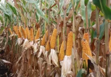 В Ростове создадут федеральный научный центр для селекционирования новых сельхозкультур Кукурузное поле //Фото с сайта vosadu-li-vogorode.ru