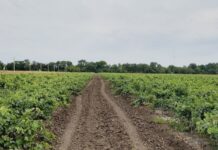 Достучаться до властей: эксперты рассказали о проблемах виноделия на Дону