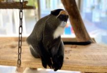 В Ростовском зоопарке появились новые мартышки