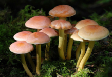 В Ростовской области зафиксирован первый случай ботулизма в 2023 году