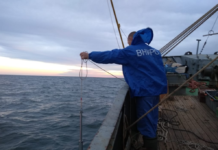 В Азовском море ученые обнаружили большое количество медуз