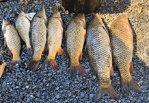 В Азовском море запретили вылов сазана