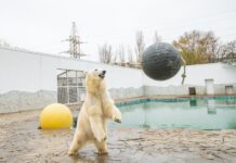 Медведица Айка уехала из Ростовского зоопарка в Московский