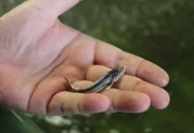 В реку Дон выпустили около 100 тысяч молоди белуги