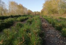 В Ростовской области высадили 1900 га леса