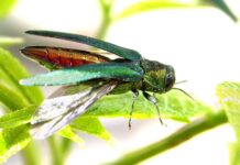 В Ростовской области ввели карантин из-за изумрудной златки