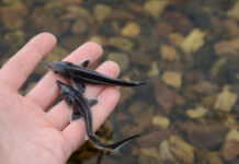 В реку Дон выпустили 28 тысяч особей краснокнижной рыбы