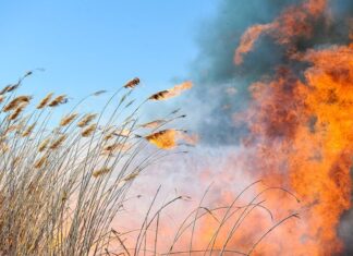 В Чертковском районе загорелся камыш после атаки БПЛА пожар // Фото: donland.ru