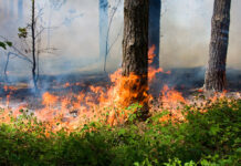 Погорел за лес