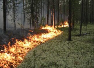 Лес горит в Обливской