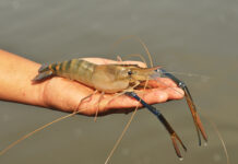 На Дону открыли комплекс по выращиванию креветок и раков