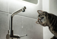 В двух района Ростова 21 августа отключат воду