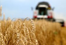 Голубев: в Ростовской области практически завершена уборка ранних зерновых