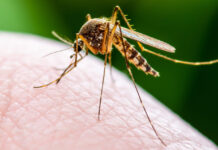 Эксперт объяснил, почему в 2023 году в Ростове такие злые комары