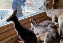В зоопарк Ростовской области привезли серых и рыжих кенгуру