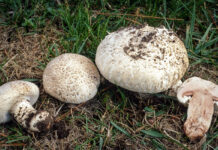 На какие грибы можно охотиться в Ростовской области и как не нарваться на поганку