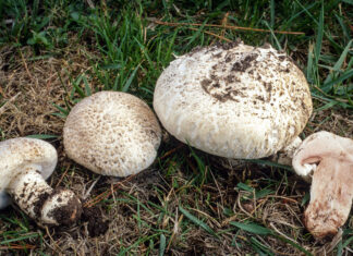 На какие грибы можно охотиться в Ростовской области и как не нарваться на поганку