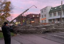 В Ростове на Ленина из-за упавшего тополя парализовано движение