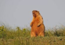 В Ростовском зоопарке из спячки не вышли сурки