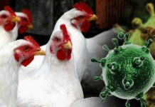 Восемь районов Ростовской области в зоне риска из-за птичьего гриппа