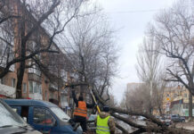 В Ростове на Мечникова упавшее дерево перекрыло проезд