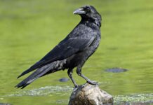 В Ростове на Змиевке нашли висящие на деревьях трупы птиц