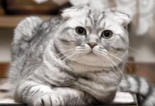 В Ростовской области пройдет день льготной стерилизации животных