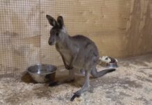 В зоопарк Ростова привезли серого кенгуру