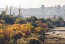 Ростовчане обратились к президенту России с просьбой остановить уничтожение Левобережной рощи Левобережная роща //Фото Роман Неведров